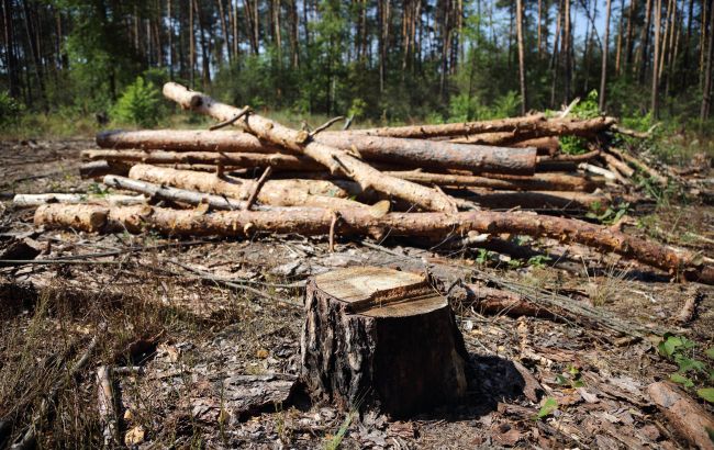 Держлісагентство планує знизити ціни на дрова перед опалювальним сезоном
