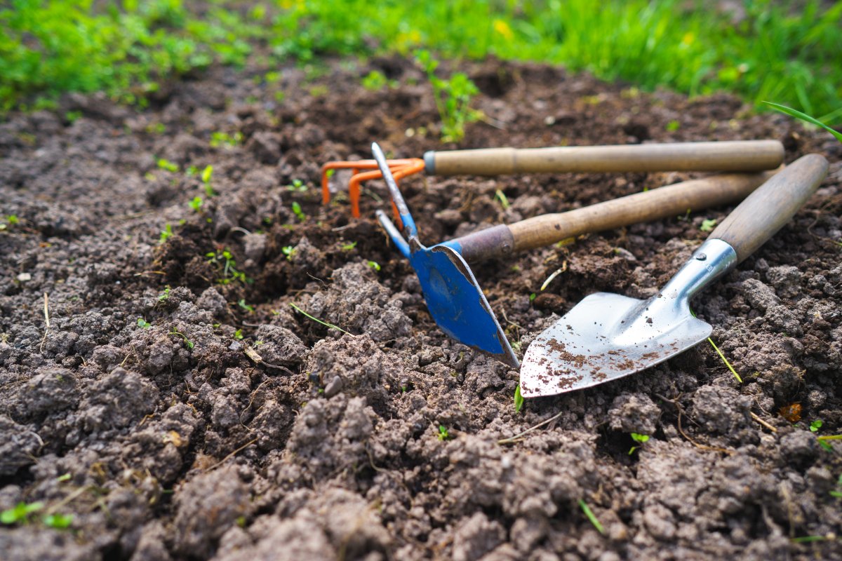 Как сделать почву более плодородной без удобрений