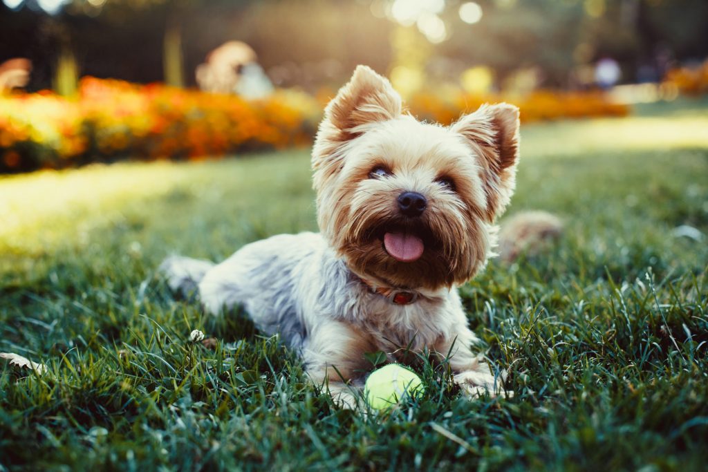 Фото: Dogs Avenue