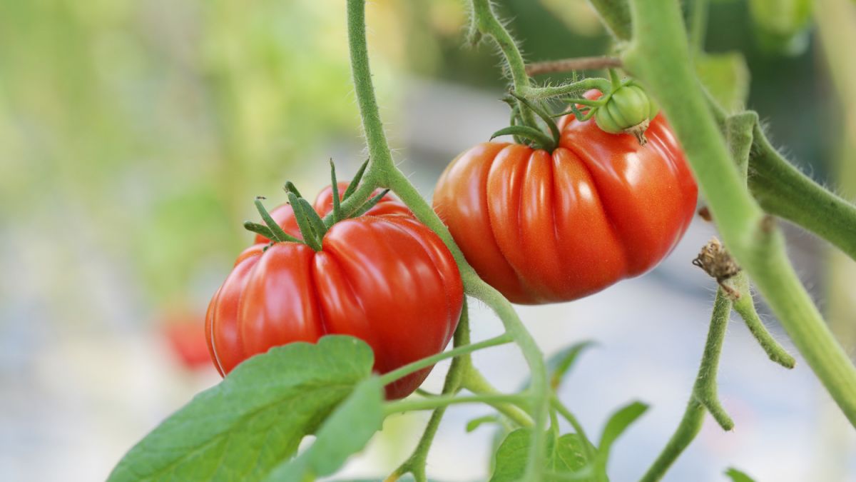 Как спасти помидоры от жары и не потерять урожай