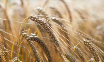 Отечественная рожь исчезает: что случилось с полями, которые кормили Европу