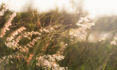 Какой сегодня праздник: 12 сентября – день святого Автонома, традиции и что нельзя делать